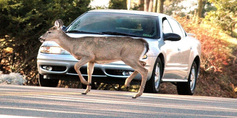 Why Do Deer Jump in Front of Cars