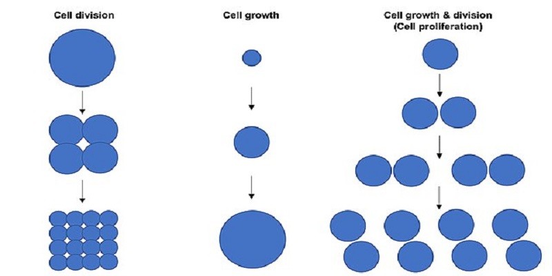 What Is The Approximate Diameter Of The Mature Parent Cell