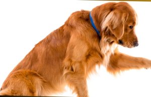 What Happened To Annie Wilkins Dog